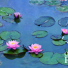 Water Lilies of Monet
